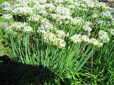 Pros & Cons of Garlic's Medicinal Properties