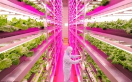 The Japanese firm "Spread" isn't the only one developing vertical lettuce farms in Japan.