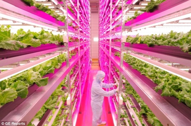 The Japanese firm "Spread" isn't the only one developing vertical lettuce farms in Japan.