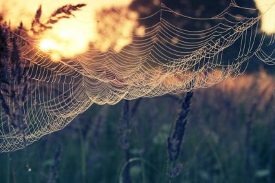 reflections on spider houses in the Qur'an