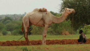 The She-Camel in the Quran