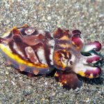 Creatures of Planet Earth: Cuttlefish‏ - About Islam