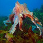 Creatures of Planet Earth: Cuttlefish‏ - About Islam