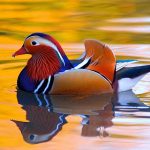 Creatures of Allah: Mandarin duck - About Islam