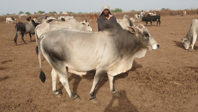 Somalia Provides Millions of Udhiyah Livestock for Hajj - About Islam