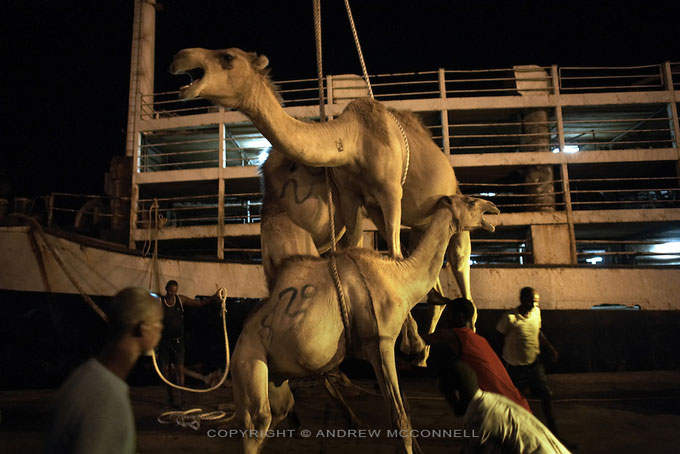 Somalia Provides Millions of Udhiyah Livestock for Hajj - About Islam