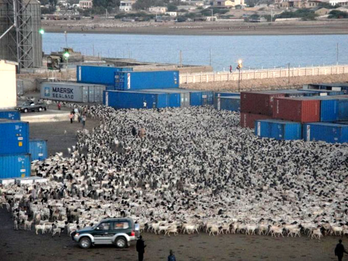 Somalia Provides Millions of Udhiyah Livestock for Hajj - About Islam