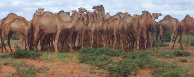 Somalia Provides Millions of Udhiyah Livestock for Hajj - About Islam