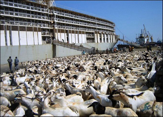 Somalia Provides Millions of Udhiyah Livestock for Hajj - About Islam