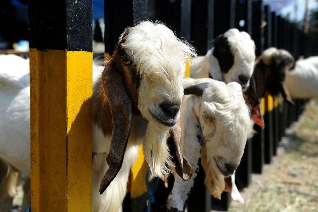 Vegetarians and 'Eid al-Adha