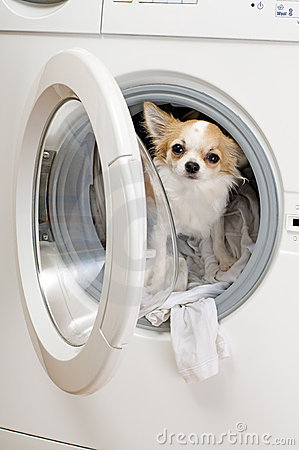 A Dog’s Impurity and Washing Machines