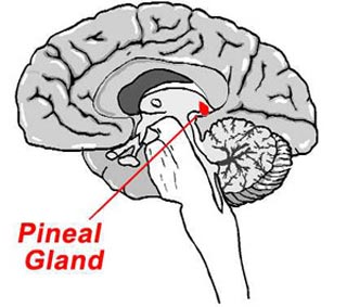 When the sun sets, the pineal gland shifts gear and produces its primary hormone melatonin in larger quantities until it peaks from 2 – 3.00a.m in the morning (Majidali p.7)