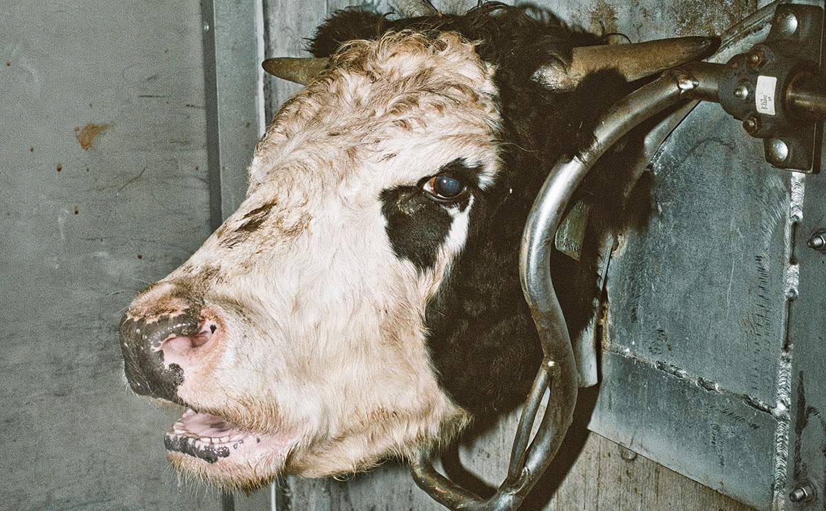 giving-animals-electric-shock-before-slaughter-allowed