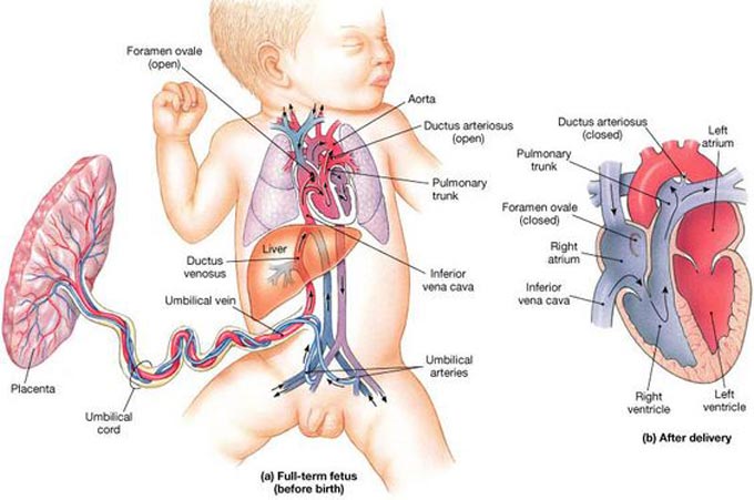  Medical Term For Belly Button 