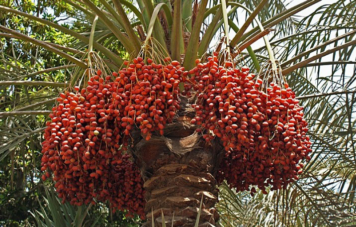 The delectable fruit is sourced from the date palms of Iran, Iraq, Saudi Arabia, Egypt & South Africa.