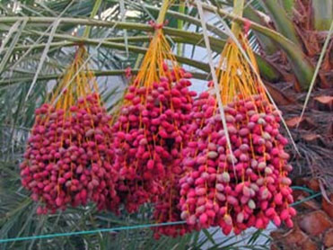 Plants in Qur'an: Date Palm - Part II - About Islam