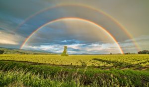 The Pursuit of Happiness in Islam