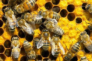Healing Bee Venom: Antibiotic of Future - About Islam