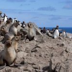 Remotest Island in the World, Bouvet Island - About Islam