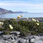 Remotest Island in the World, Bouvet Island - About Islam