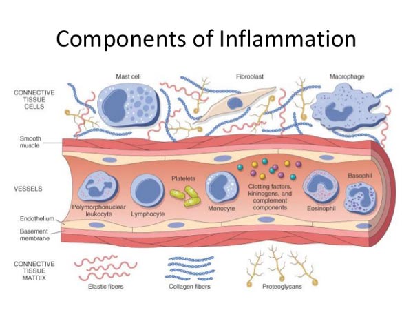 Inflammation: Savior or Silent Killer?