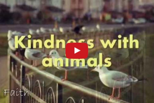 Islam And Kindness To Animals
