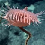 Mysterious sea creature resembles flytrap in American Samoa