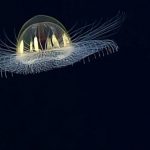 Mysterious sea creature resembles flytrap in American Samoa