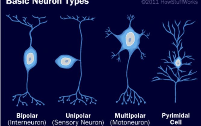 Surprising Discovery of Genetic Mosaic in Brain