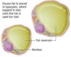 Fat cells help liver during fasting