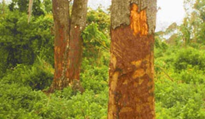 Endangered Tree: Hope for Prostate Cancer