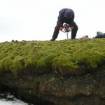Moss is turning Antarctica's