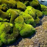 Moss is turning Antarctica's