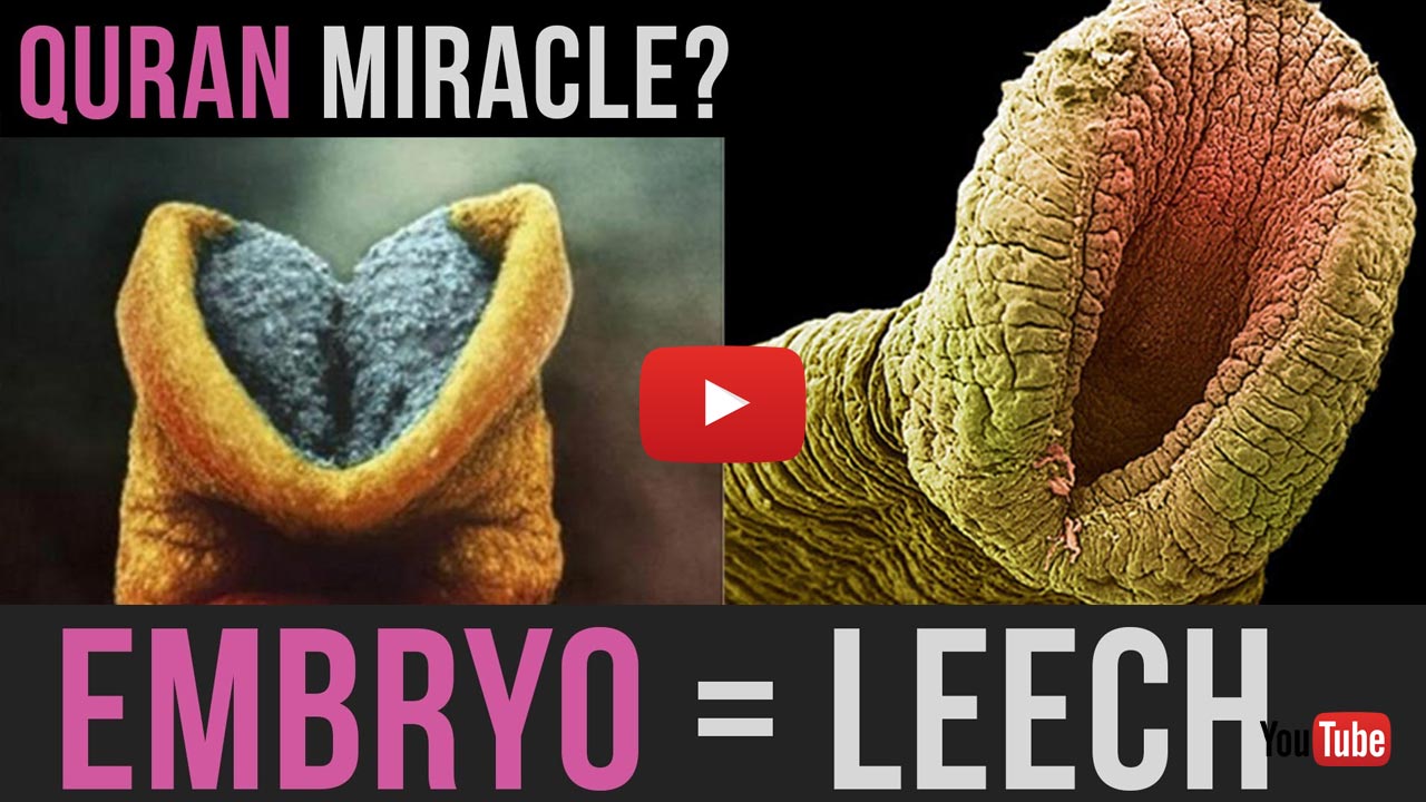 Embryo = Leech - Amazing Qur'an Miracle