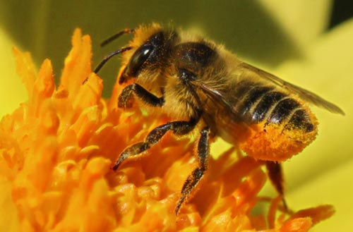 Disappearing Bees Mystery Solved