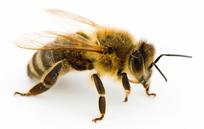 Disappearing Bees Mystery Solved