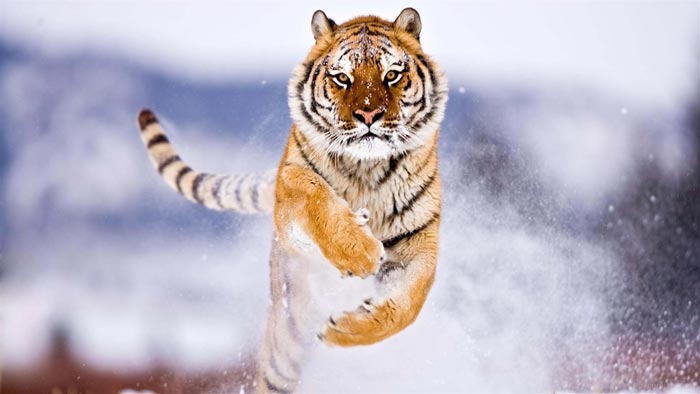 Rare Siberian Amur Tiger pose for 'selfie'