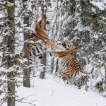 Rare Siberian Amur Tiger pose for 'selfie'