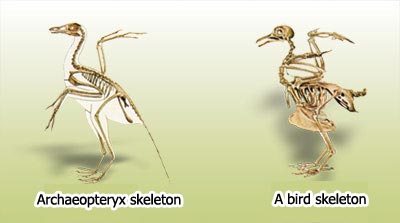 Archaeopteryx: Extinct Bird or Transitional Form?