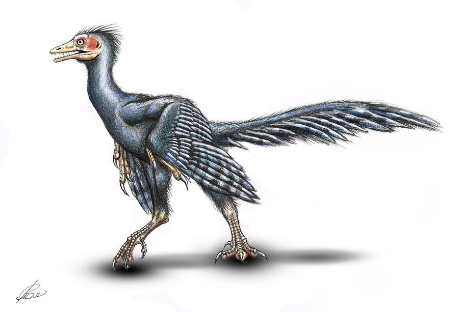 Archaeopteryx: Extinct Bird or Transitional Form?