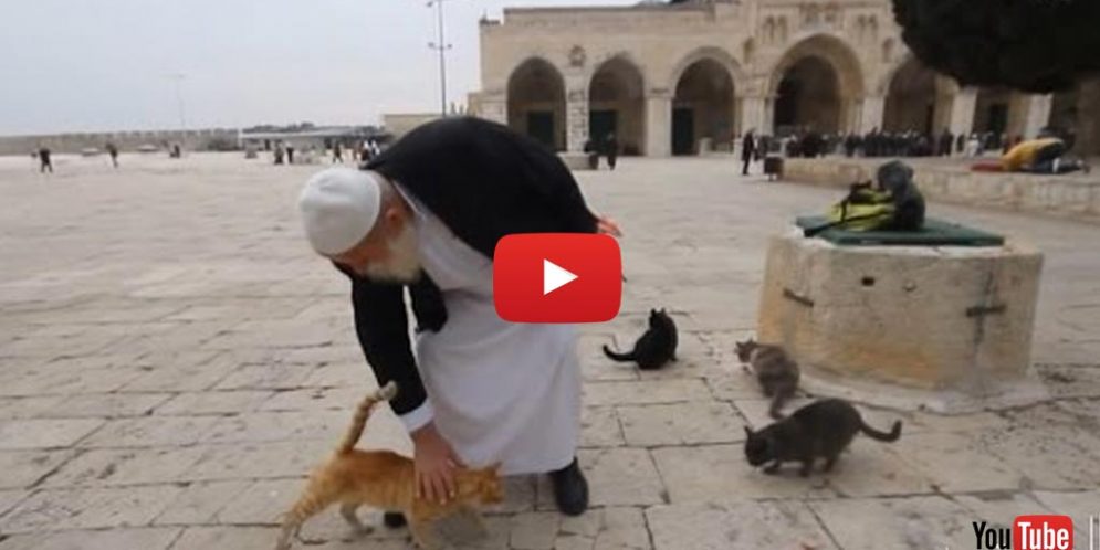 Father Of The Kittens