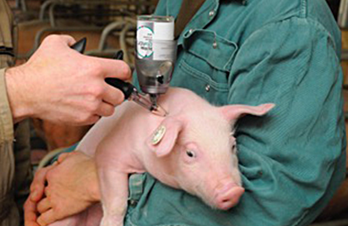 Swine Disease, Politics, and the Prohibition of Pork