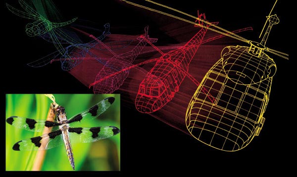 The Miraculous Design of Insects Flight