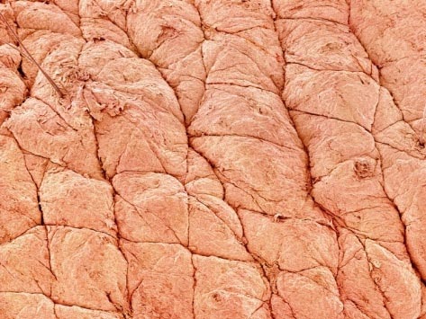 The Miraculous Functions of the Human Skin