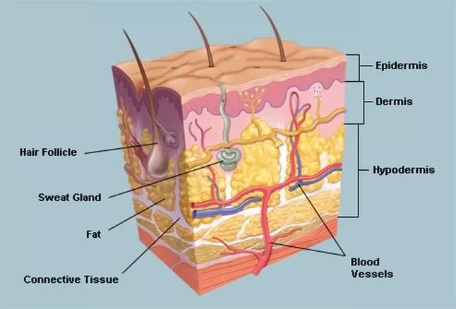 The Miraculous Functions of the Human Skin