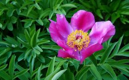 Flower - Easily Attracted to Men