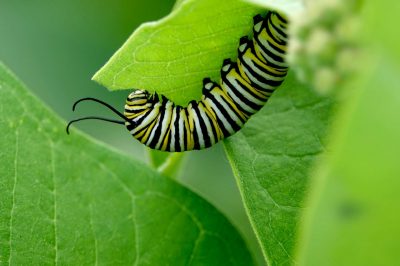 Is Eating Caterpillars Allowed in Islam?