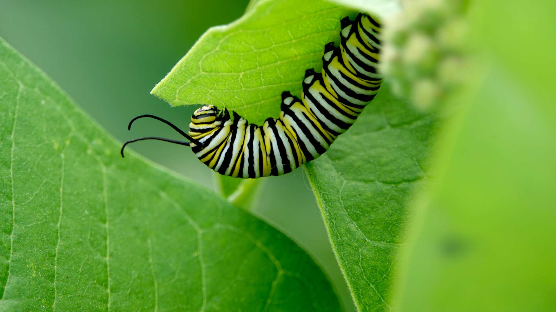 Is Eating Caterpillars Allowed in Islam? | About Islam