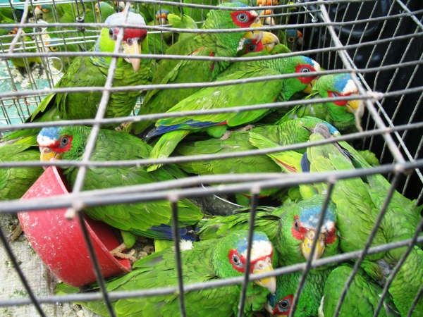 Keeping Birds in Cages