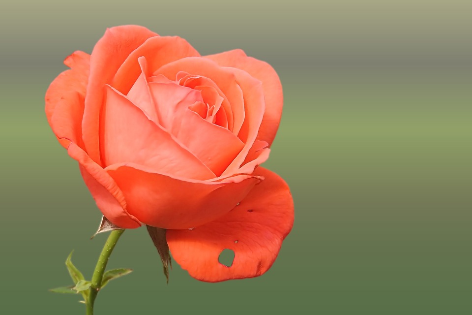 Neglectful Husband: What Should Wife Do?